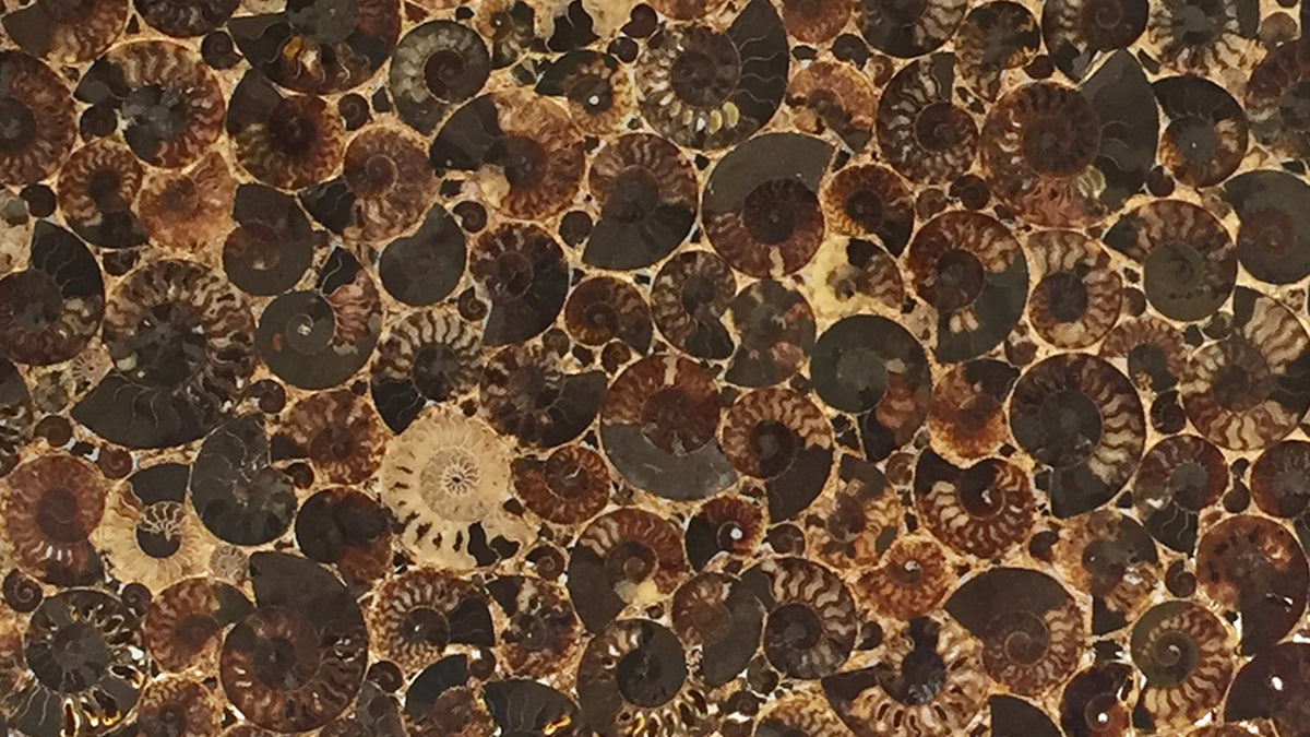 Backlit Ammonite Stone | Luxury Countertops, Bars & Slabs by ...