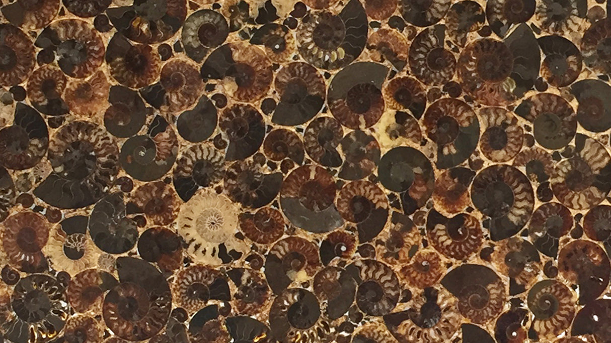 Ammonite