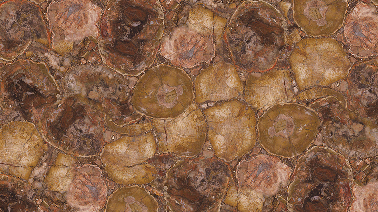 Round Petrified Wood