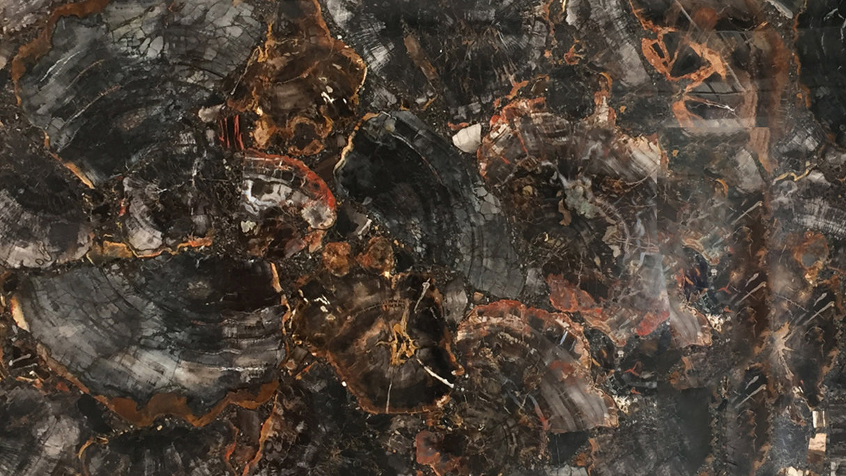 Black Petrified Wood