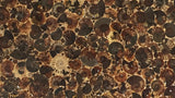 Ammonite